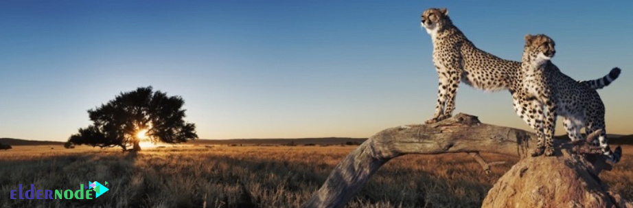 WP Fastest Cache – WordPress plugin